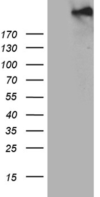 RORC Antibody