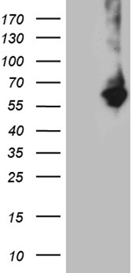 RORC Antibody