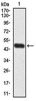 RPA1 Antibody