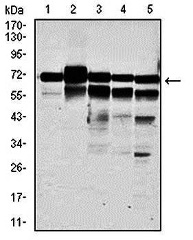 RPA1 Antibody