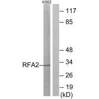 RPA2 (Ab-21) antibody