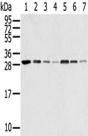 RPA2 antibody