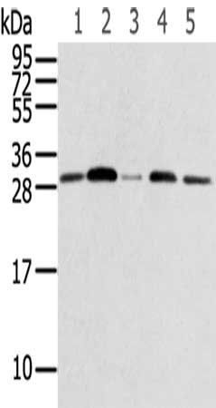 RPA2 Antibody