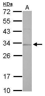 replication protein A2 Antibody