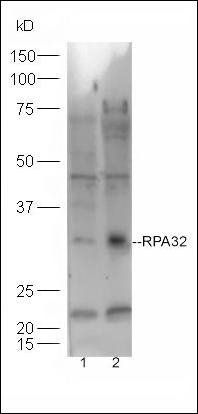 RPA32 antibody