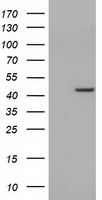 RPA34 Antibody