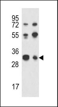 RPA43 antibody