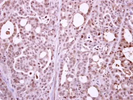 RPB2 antibody [N1], N-term