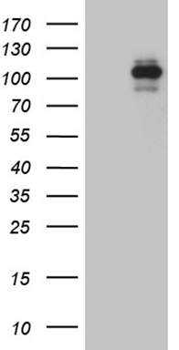 RPL10 Antibody