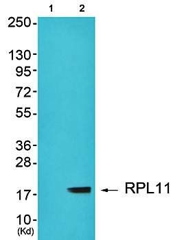 RPL11 antibody