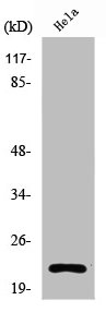 RPL17 antibody