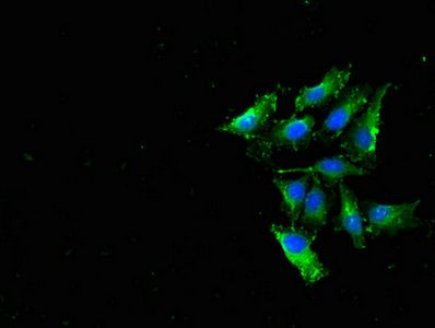RPL19 Antibody