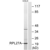 RPL27A antibody