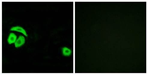 RPL27A Antibody