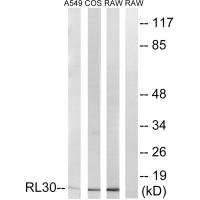 RPL30 antibody