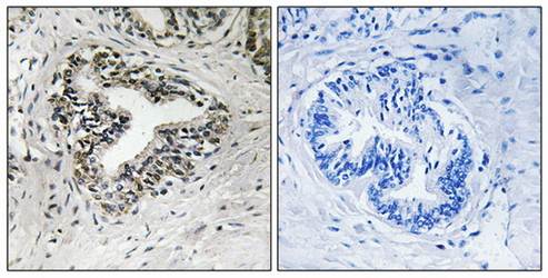 RPL30 Antibody