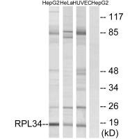 RPL34 antibody