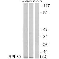 RPL39 antibody