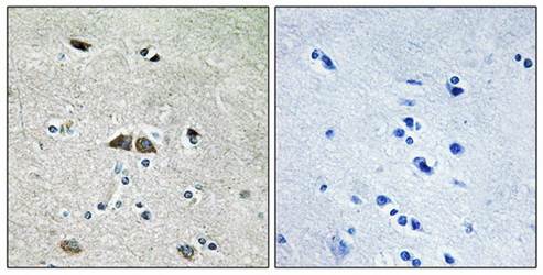 RPL39L Antibody