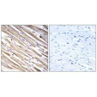 RPL3L Antibody