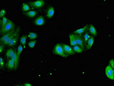 RPL4 Antibody