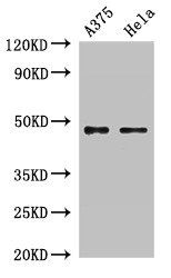 RPL4 Antibody