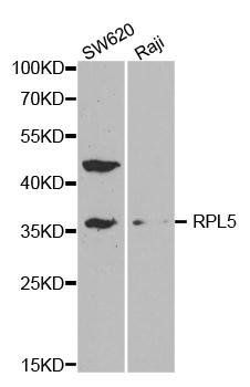 RPL5 antibody