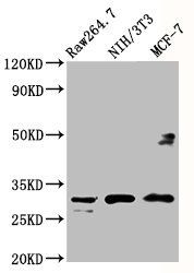 RPL7A antibody