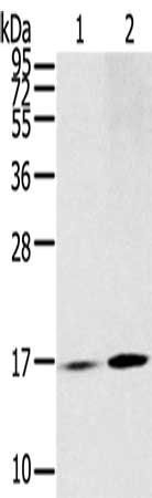 RPLP1 Antibody
