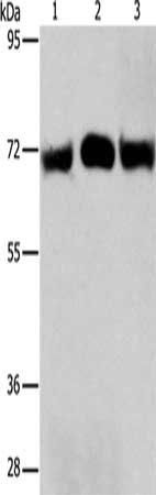 RPN1 antibody
