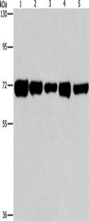 RPN1 antibody