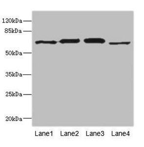 RPN2 antibody