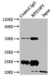 RPS10P5 antibody