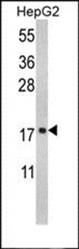 RPS15 antibody