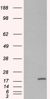 Goat anti-RPS19 Antibody