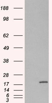 RPS19 antibody