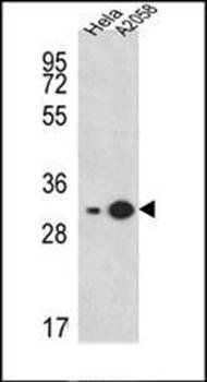 RPS3A antibody
