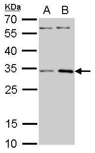 ribosomal protein S3A Antibody