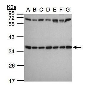 RPS3A antibody