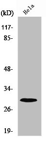 RPS4X Antibody