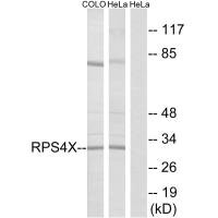 RPS4X Antibody