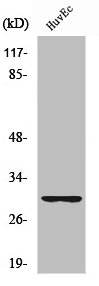 RPS4Y1 Antibody