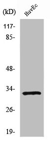 RPS6 Antibody