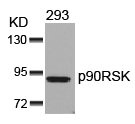 RPS6KA1 Antibody