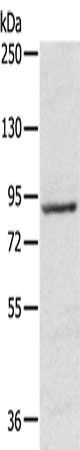 RPS6KA1 antibody