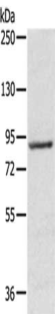 RPS6KA1 Antibody