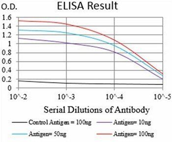 RPS6KA2 Antibody