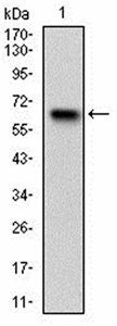 RPS6KA2 Antibody