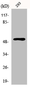 RPS6KB2 antibody