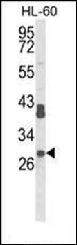 RPS8 antibody